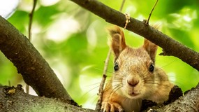 Odgadniesz po trzech słowach co to za zwierzę? Quiz (nie tylko) dla miłośników zwierząt!