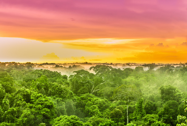 Niesamowite odkrycie pod lasami Amazonii. Archeolodzy zaskoczeni skalą