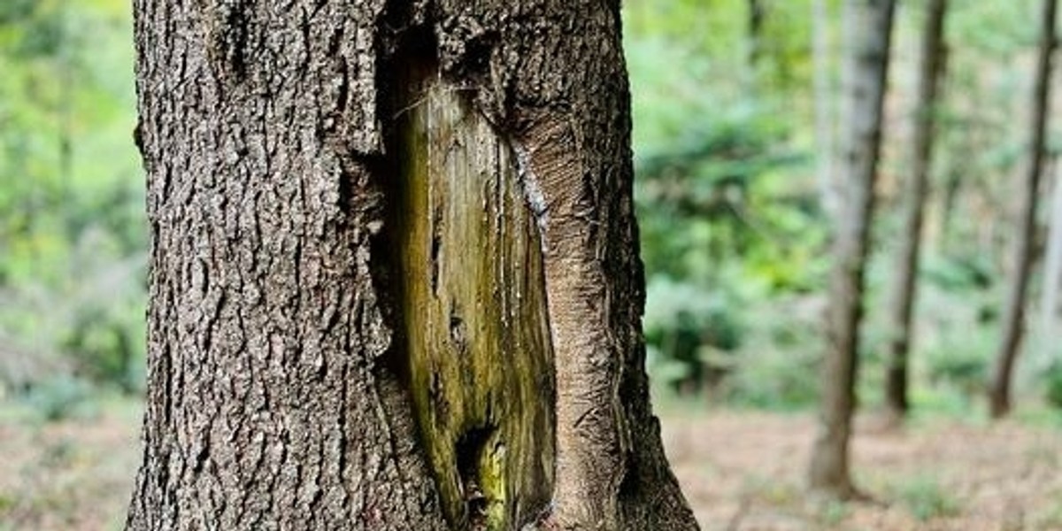 Gdy napotkamy w lesie na takie drzewo, powinniśmy zachować szczególną ostrożność. Dlaczego?