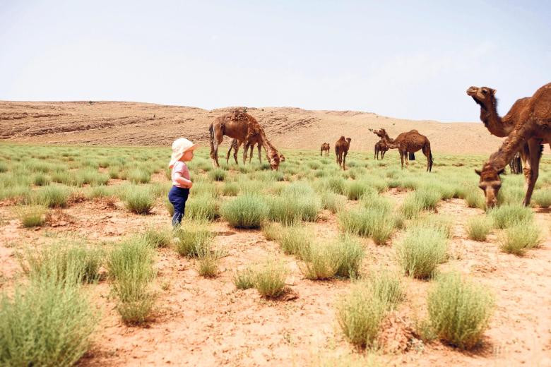 Córka spotyka pierwsze wielbłądy w swoim życiu — w górach Atlasu