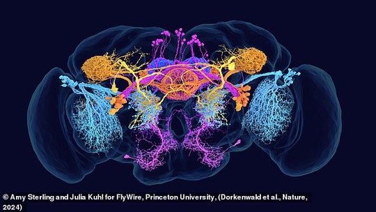 Ova mapa prikazuje različite ćelije označene bojama hemikalijama koje koriste za prenos informacija