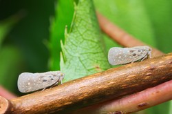 Kolejny groźny owad dotarł do Polski. Jest niewielki, ale sieje spustoszenie