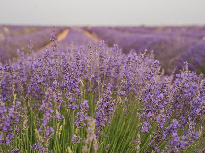 Ovo je sada nužno da uradite kako bi lavanda nastavila bujno da cveta