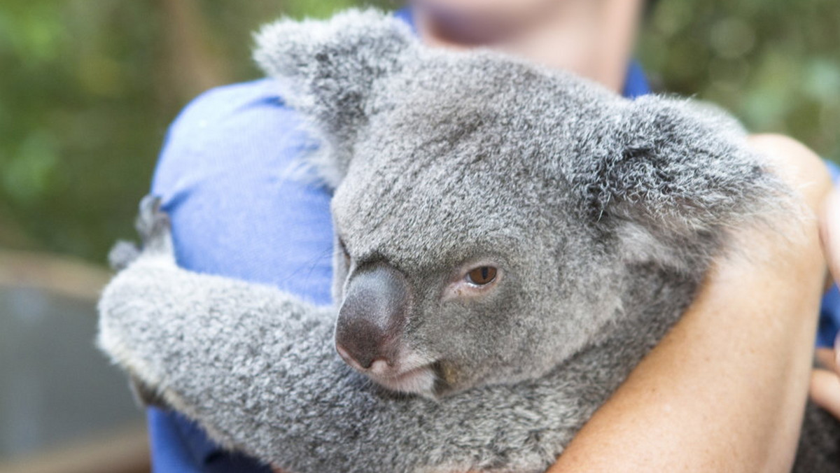 Malutka samiczka koala - Imogen wyrasta na prawdziwą gwiazdę sieci! Jej pierwszy spacer po nowym wybiegu w niecały miesiąc obejrzało ponad milion osób. Wszystko przez jej niezwykłe wzruszające zachowanie.