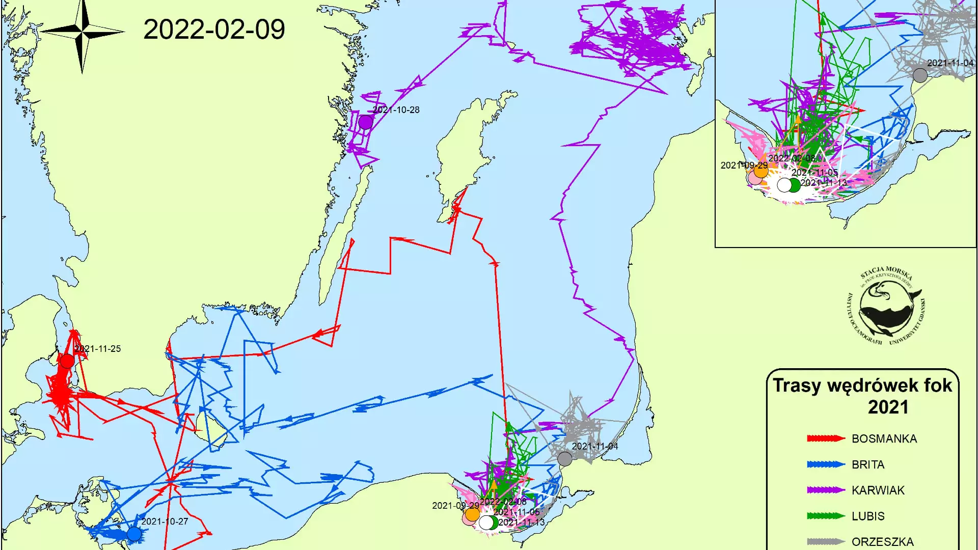 Bałtyckie foki mają nadajniki GPS. W ciągu roku przepływają tysiące kilometrów