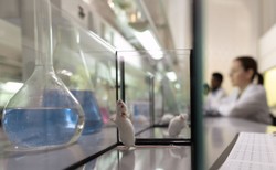 A to ciekawe! Płeć osoby przeprowadzającej eksperyment wpływa na wyniki badania