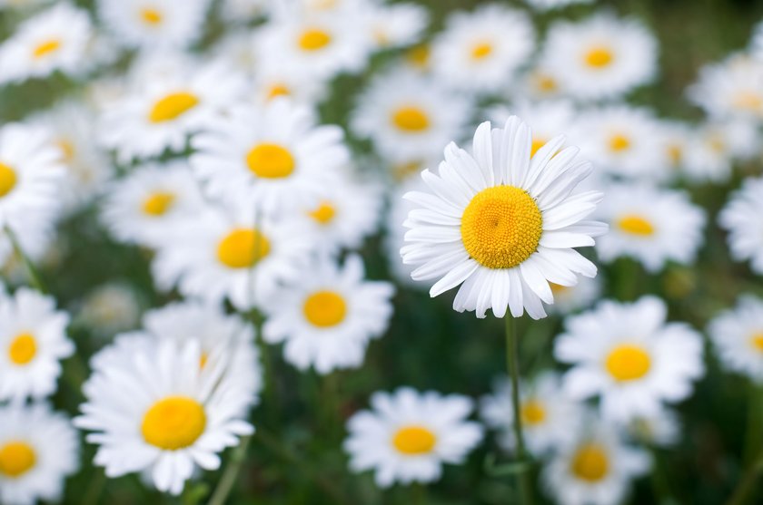 Stokrotka pospolita (Bellis perennis)