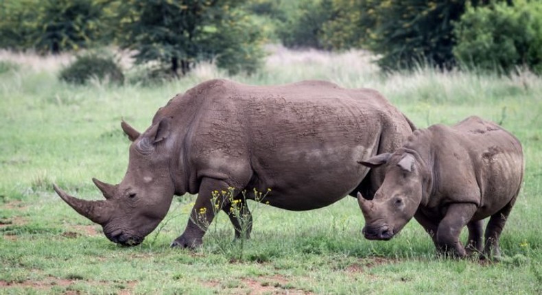 Rhinos are some of the most endangered species in the world