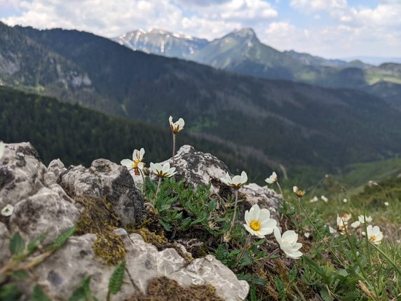 Sasanki alpejskie przy niebieskim szlaku z Kuźnic na Przełęcz między Kopami. W oddali Giewont. Czerwiec 2022. 