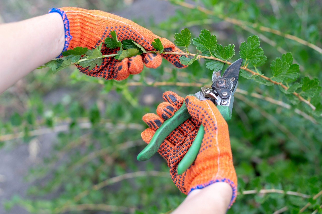 Rez egreša robte až koncom zimy alebo skoro na jar, keď nehrozia mrazy – podporí to zdravý rast a úrodu.