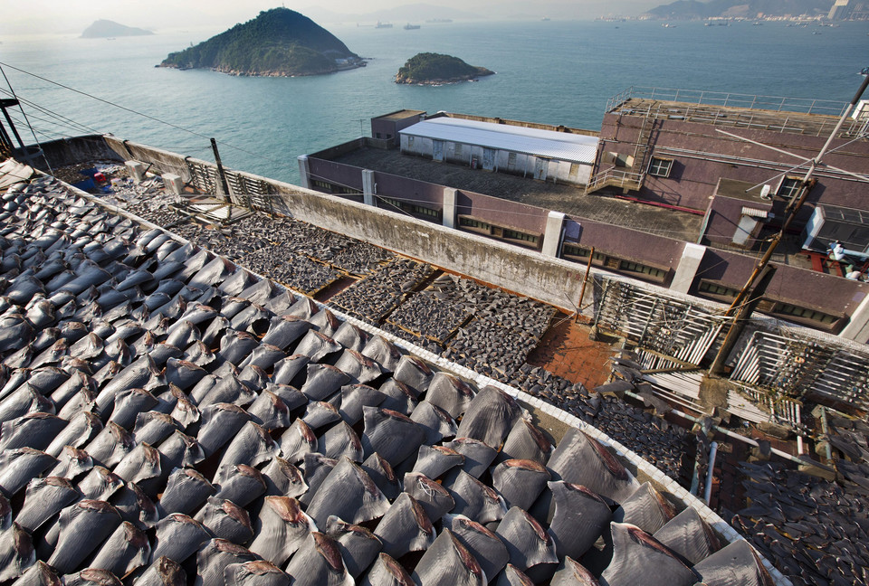 CHINA HONG KONG SHARK FIN ROOF TOP DRYING