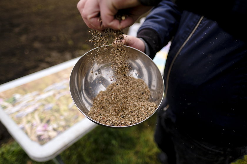 Sieją łąki kwiatowe. Tak chcą walczyć  z suszą i kleszczami