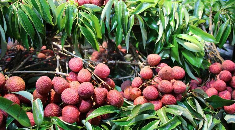 Lychee