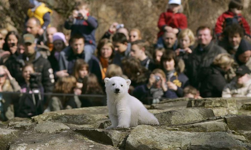 Knut został otruty?