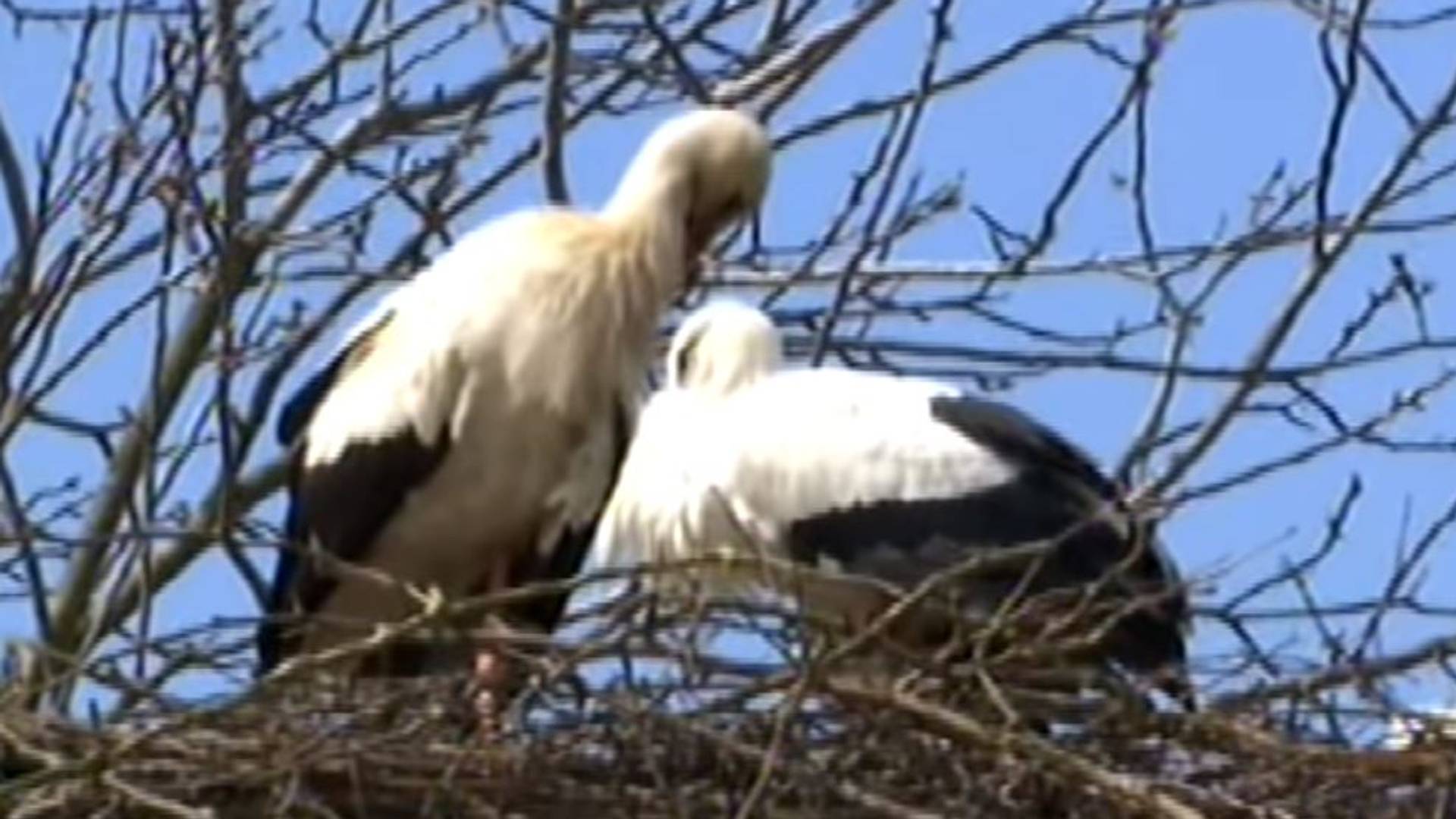 Voleli su se punih 18 godina, a sada je ljubavi o kojoj su svi pričali i definitvno ugašena: posle Klepetana preminula i roda Malena