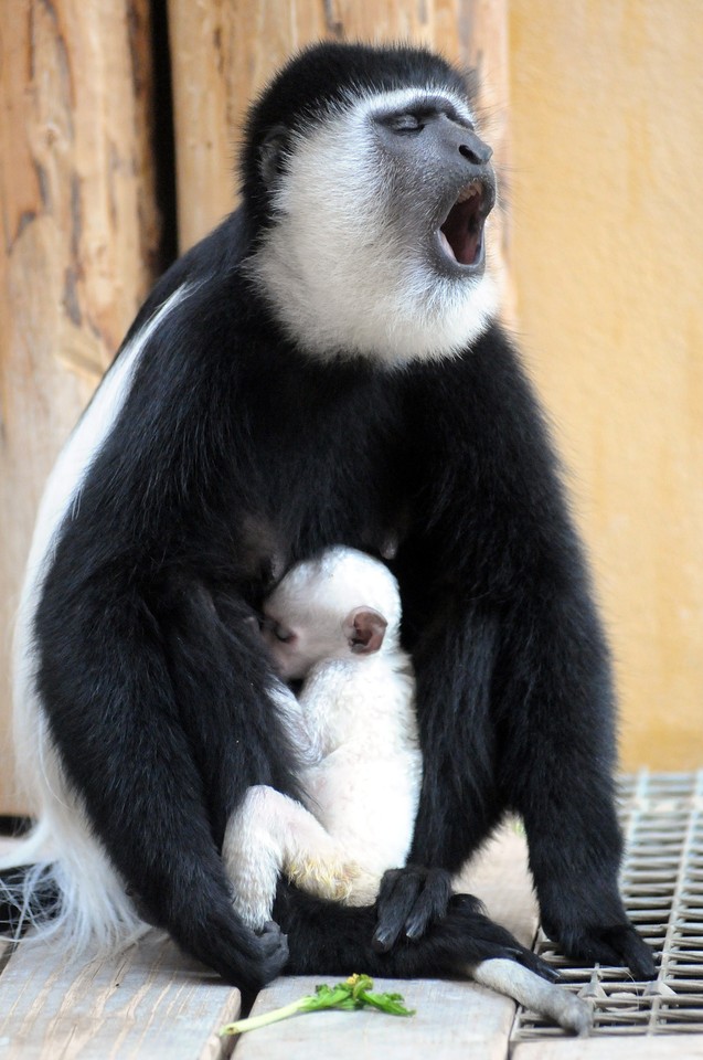 GDAŃSK ZOO OLIWA NARODZINY GEREZY