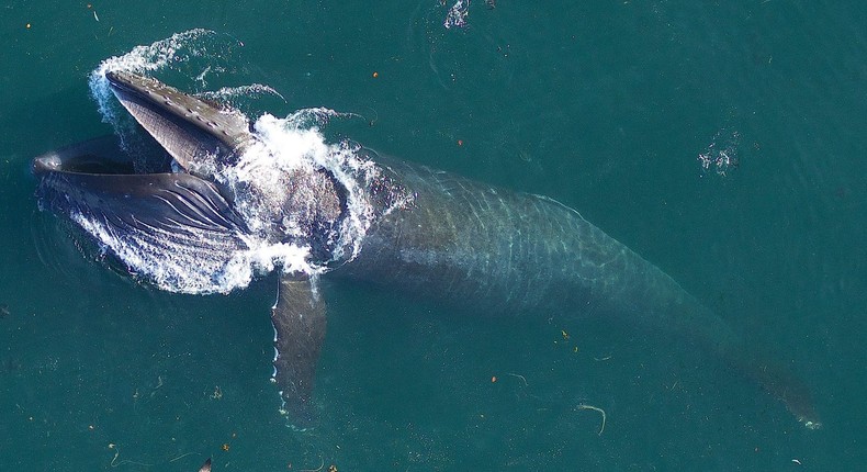 A humpback whale feeds in the Stellwagen Bank National Marine Sanctuary