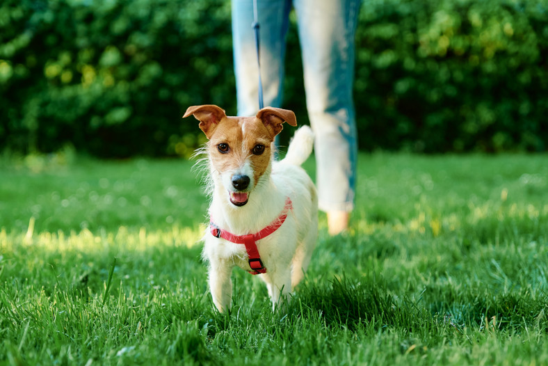 Podczas akcji szczepienia lisów, psy na spacerach powinny być prowadzone na smyczy