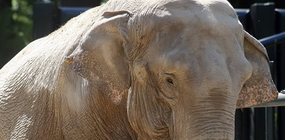 Polskie słonie piły wódkę, by przeżyć