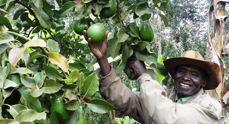 A Kenyan small-scale avocado farmer. (Farmbiz Africa)