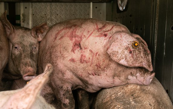 Andrew Skowron fotografuje prawdziwe życie zwierząt na fermach przemysłowych, fot. Andrew Skowron