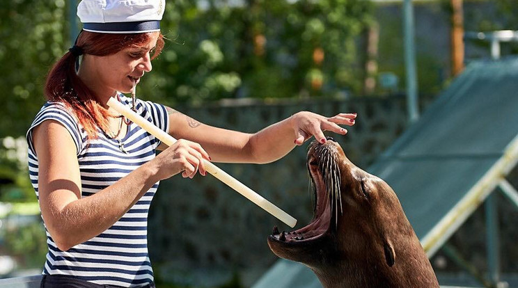 Németh Gabriella Leon fogait ellenőrizte. A termetes állat készségesen tűrte a „beavatkozást” /Fotó: Nyíregyházi állatkert