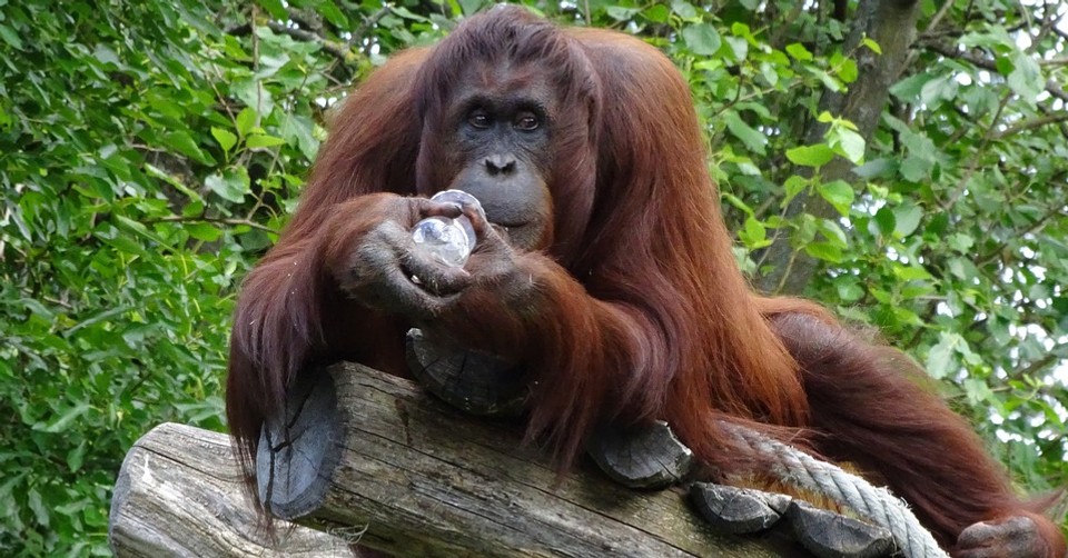  Orang Utan  Bordelle sind der Gipfel der Tierqu lerei