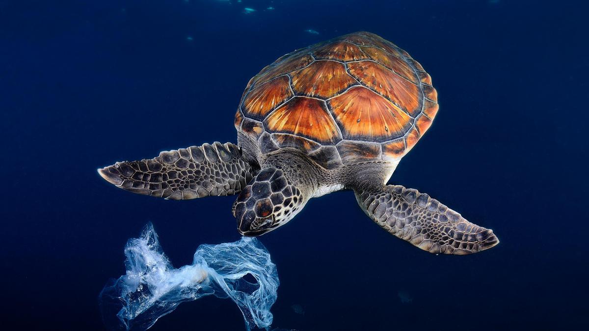 Green sea turtle trying to eat a plastic bag,It seems a jellyfish. Shot made between 3 and 4 metres 