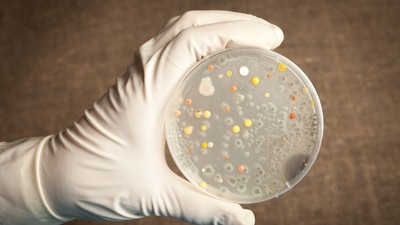 Anthrax Disease [Grunge]