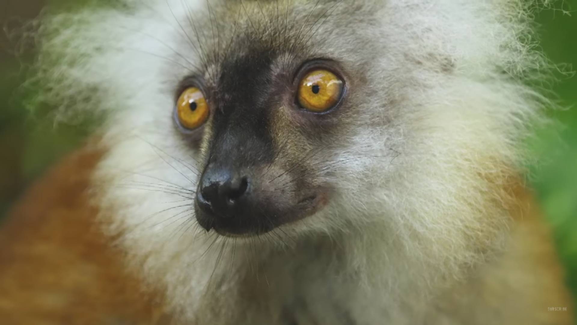 Co ćpają lemury i dlaczego kac męczy papugi? Sprawdzamy, jak imprezują zwierzęta