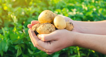 Szukasz pysznych zdrowych nowych ziemniaków? Wiemy, gdzie są najlepsze