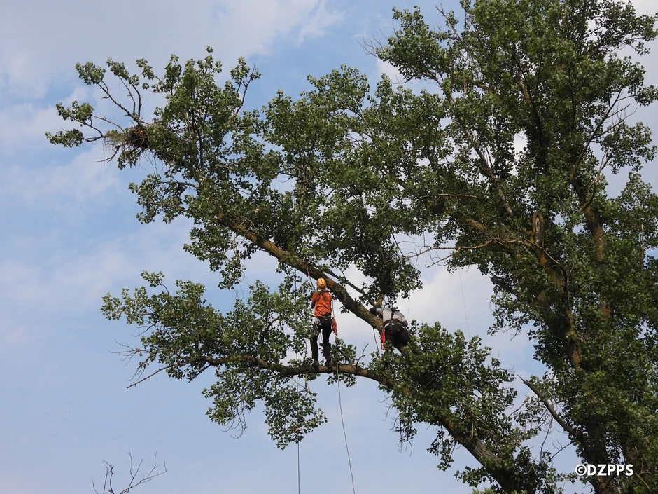 Profesionalni penjači pomažu pri obeležavanju mladunaca