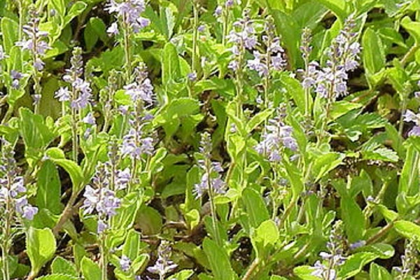 Čestoslavica: Jača pamćenje, otklanja vrtoglavicu, a zovu je lek sveta