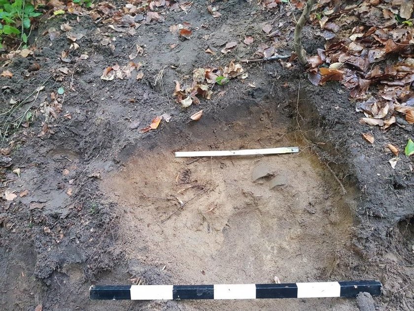 Poszedł na grzyby, w lesie odkrył bajeczny skarb