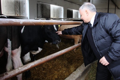 Prezes PiS Jarosław Kaczyński podczas wizyty w gospodarstwie rolnym w miejscowości Kiełczew