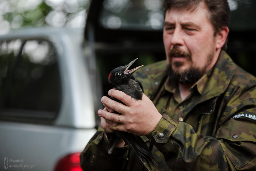 Trojaczki z Leśnego Pogotowia w Mikołowie