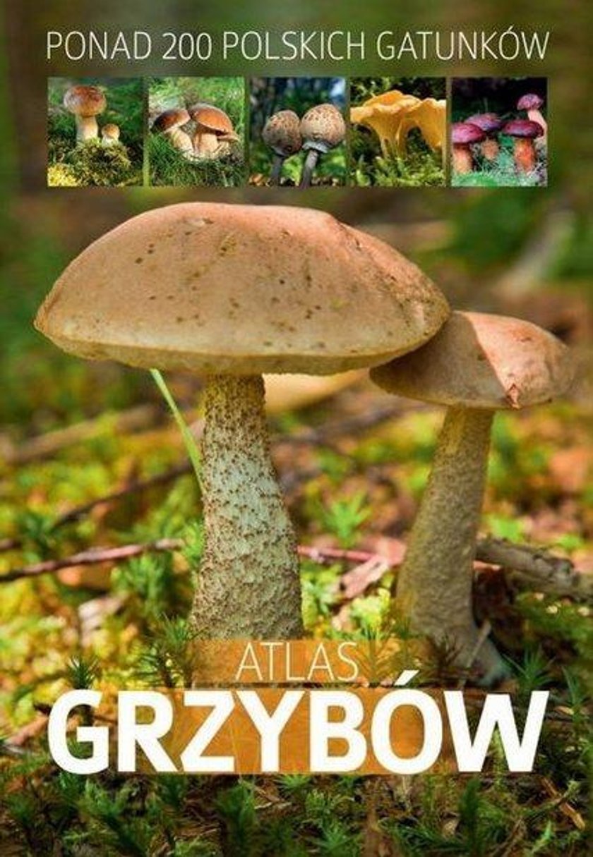 Najpopularniejsze suszarki do grzybów