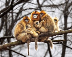 System rozpoznawania twarzy zajmie się... małpami. Nowy plan chińskich naukowców