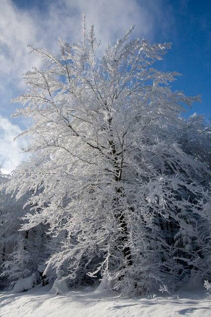 Galeria Polska - Bieszczady w zimowej szacie, obrazek 11