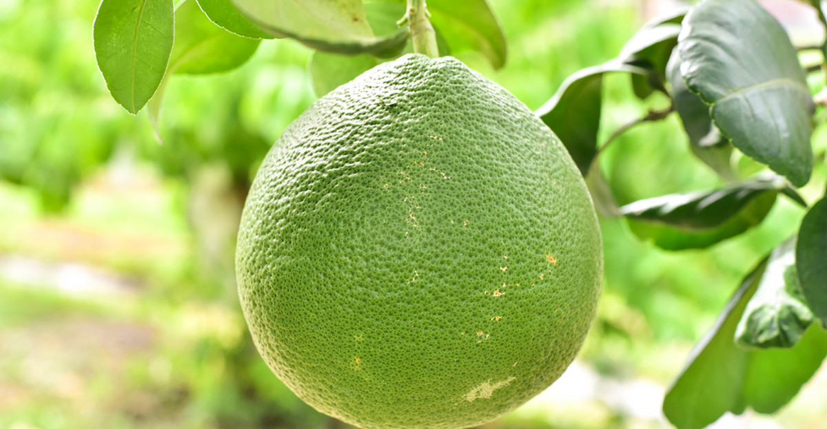 Pomelo kalorie, właściwości i witaminy. Jak jeść pomelo?