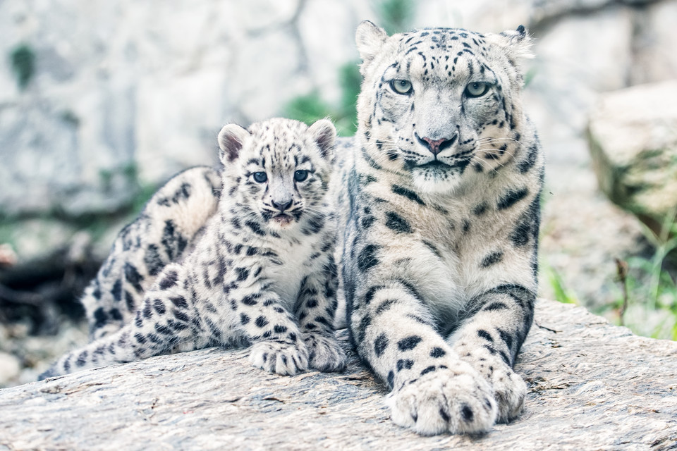 Baby boom w ogrodzie zoologicznym we Wrocławiu: pantery śnieżne