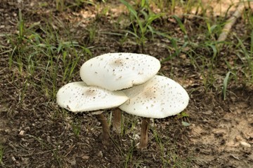 Kis mennyiségű mérges gomba fogyasztása is elegendő ahhoz, hogy súlyos mérgezés alakuljon ki. Az elfogyasztott gombafajtól függően a tünetek perceken belül is jelentkezhetnek. A mérgezés lehetősége és intenzitása még azonos gombafajon belül is különböző lehet.
