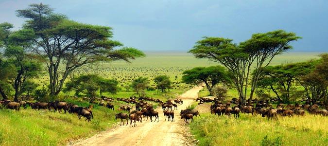 serengeti-national-park-safari-photo-001