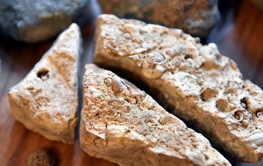 Wapień z połamanymi fragmentami skamieniałości, paleozoiczny
