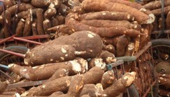 Cross River's new cassava mill in Idoma community to create 1,000 jobs