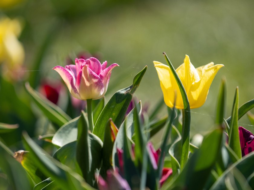 Otworzyli Ogród Botaniczny na jeden dzień