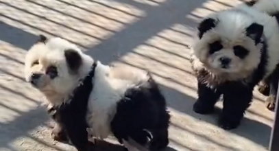 Wielki skandal w zoo. Pomalowane psy udawały pandy