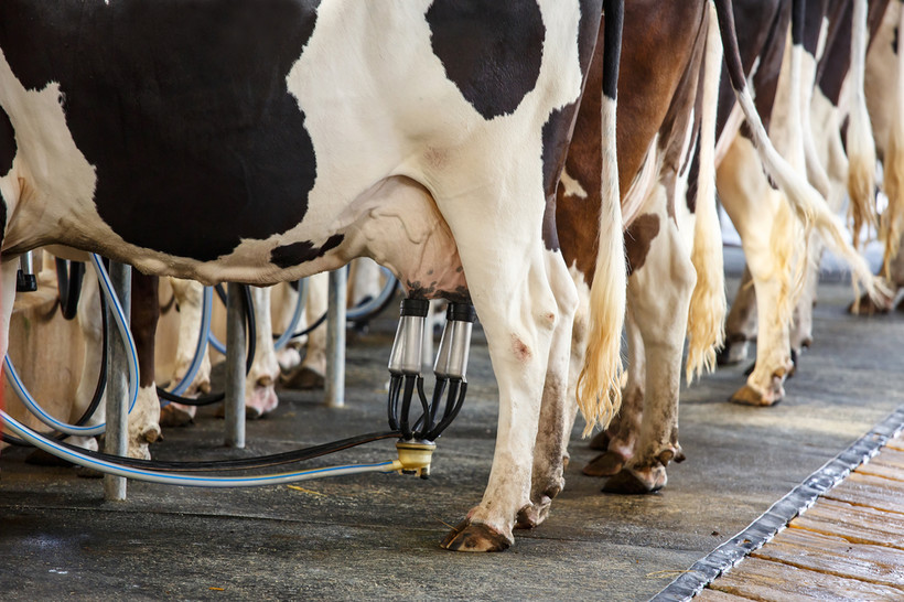 Trudności m.in w sektorach wieprzowiny i mlecznym były tematem spotkania unijnych ministrów odpowiedzialnych za rolnictwo.