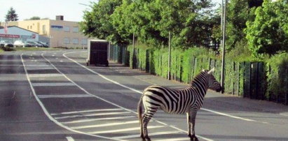 Co ta zebra robi na pasach?!