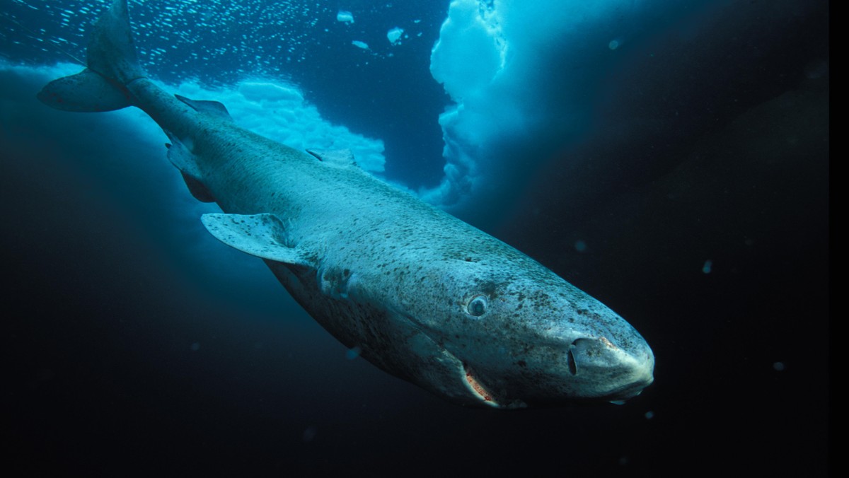 Lancaster Sound, Nunavut, Northwest Territories, Canada.